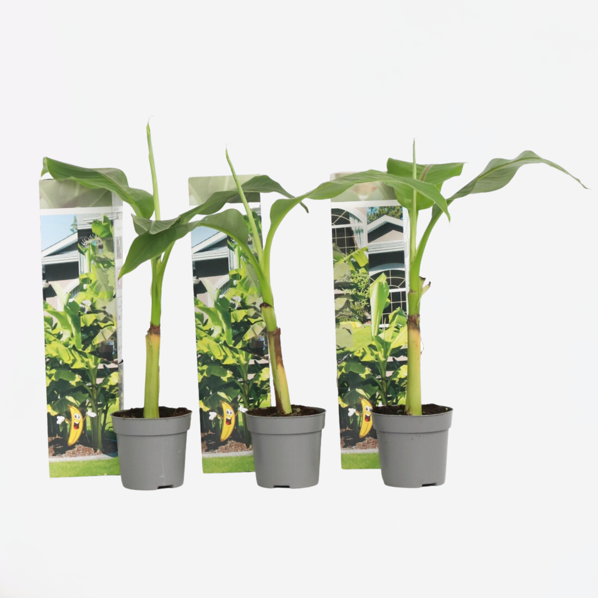 Fruit Trees Bananenpflanze - 3 Stk - Musa Basjoo - Höhe 25-40Cm - ⌀9Cm 