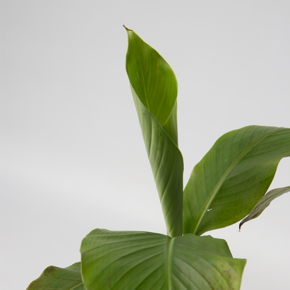 Fruit Trees Bananenpflanze - 3 Stk - Musa Basjoo - Höhe 25-40Cm - ⌀9Cm 