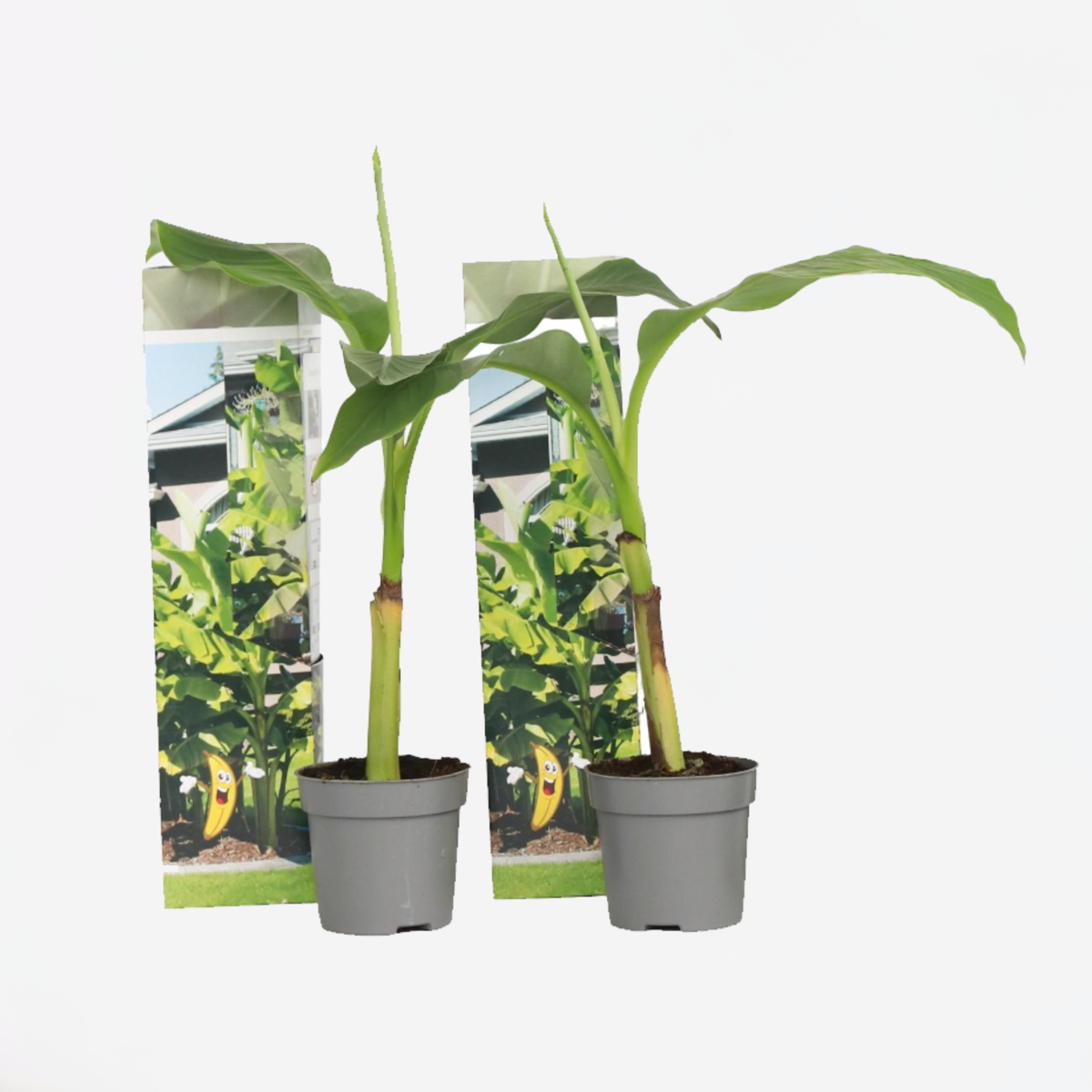 Fruit Trees Bananenpflanze - 2 Stk - Musa Basjoo - Höhe 25-40Cm - ⌀9Cm 