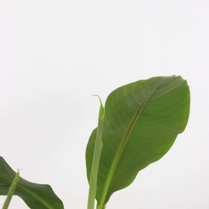 Fruit Trees Bananenpflanze - 2 Stk - Musa Basjoo - Höhe 25-40Cm - ⌀9Cm 