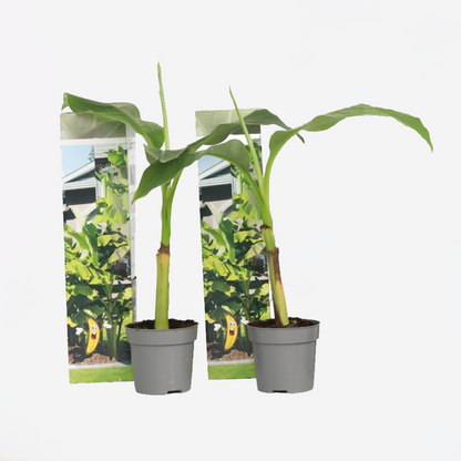Fruit Trees Bananenpflanze - 2 Stk - Musa Basjoo - Höhe 25-40Cm - ⌀9Cm 