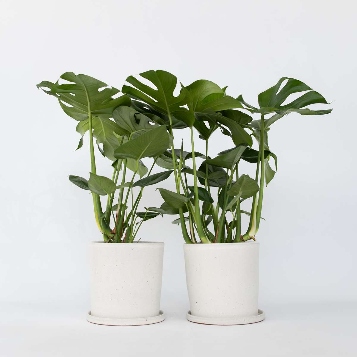 Monstera Fensterblatt - 2 Stk - Monstera Deliciosa - Höhe 70-80Cm - ⌀21Cm 