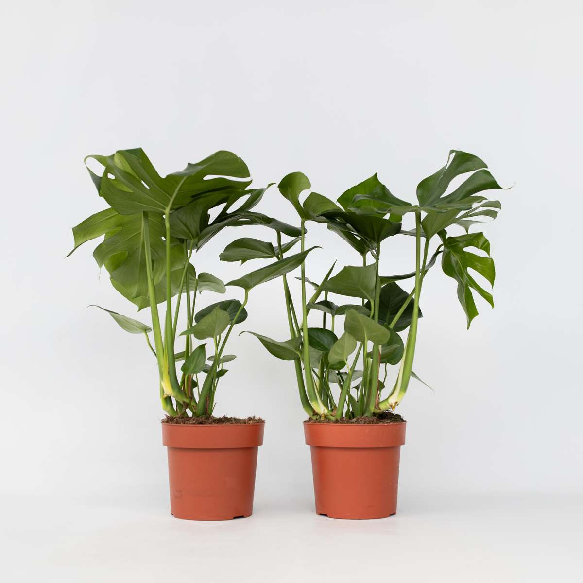 Monstera Fensterblatt - 2 Stk - Monstera Deliciosa - Höhe 70-80Cm - ⌀21Cm 
