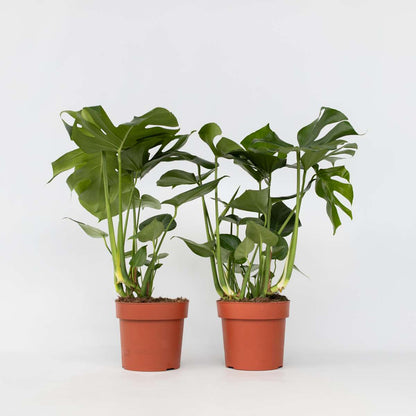 Monstera Fensterblatt - 2 Stk - Monstera Deliciosa - Höhe 70-80Cm - ⌀21Cm 