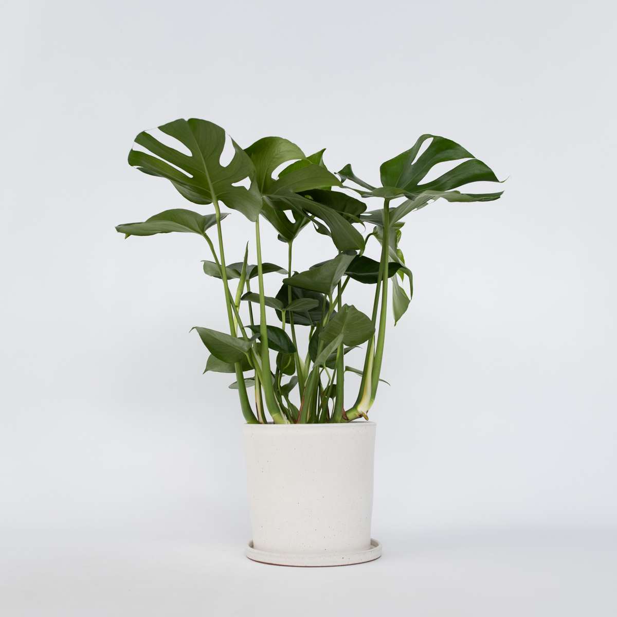 Monstera Fensterblatt - Monstera Deliciosa - Höhe 70-80Cm - ⌀21Cm 