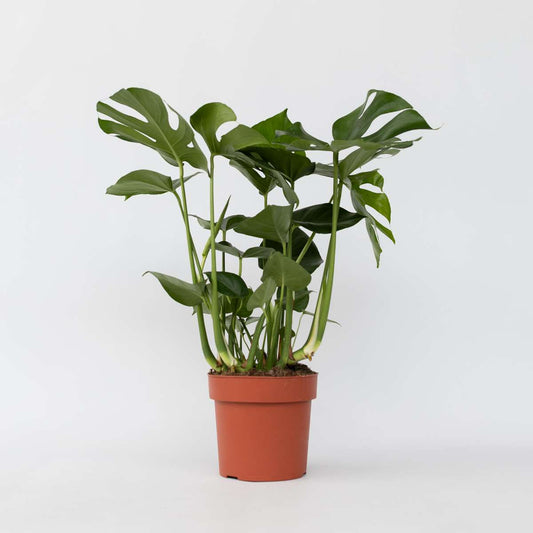 Monstera Fensterblatt - Monstera Deliciosa - Höhe 70-80Cm - ⌀21Cm 