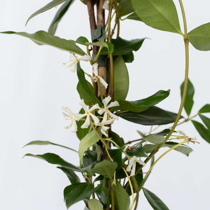 Climbers Jasmin - Trachelospermum Jasminoides - Höhe 110-120Cm - ⌀17Cm 