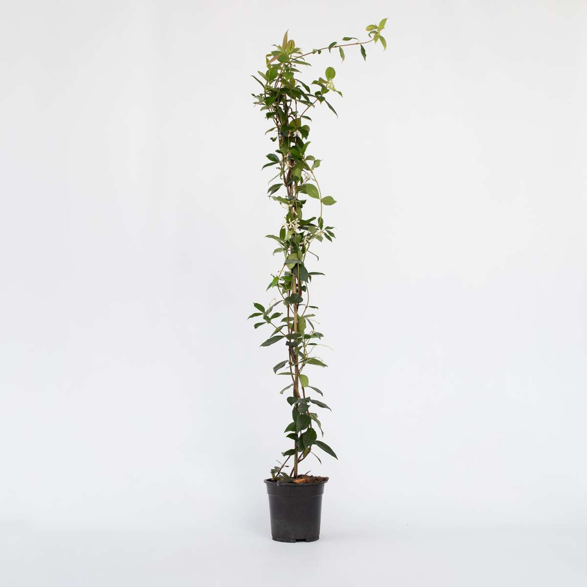 Climbers Jasmin - Trachelospermum Jasminoides - Höhe 110-120Cm - ⌀17Cm 