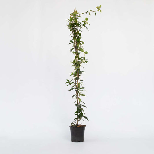 Climbers Jasmin - Trachelospermum Jasminoides - Höhe 110-120Cm - ⌀17Cm 