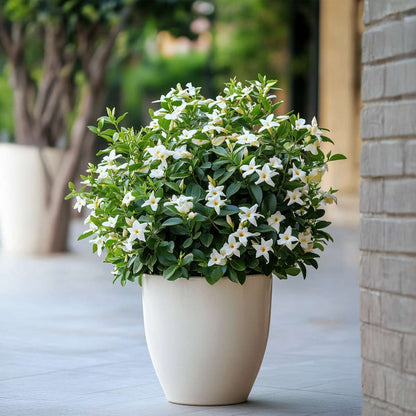 Climbers Jasmin - 6 Stk - Jasminum 'Officinale'  - Höhe 25-40Cm - ⌀9Cm 