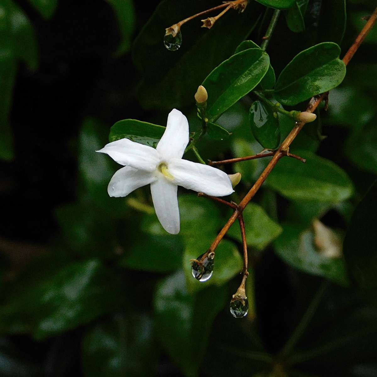Climbers Jasmin - 3 Stk - Jasminum 'Officinale' - Höhe 25-40Cm - ⌀9Cm 