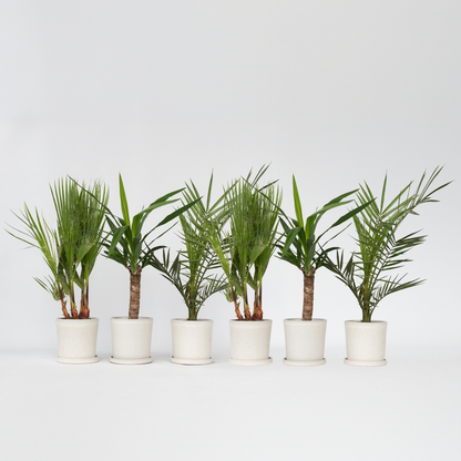 Indoor Palms Zimmerpalmen-Mix - 6 Stk - Indoor Palmmix - Höhe 50-70Cm - ⌀14Cm 