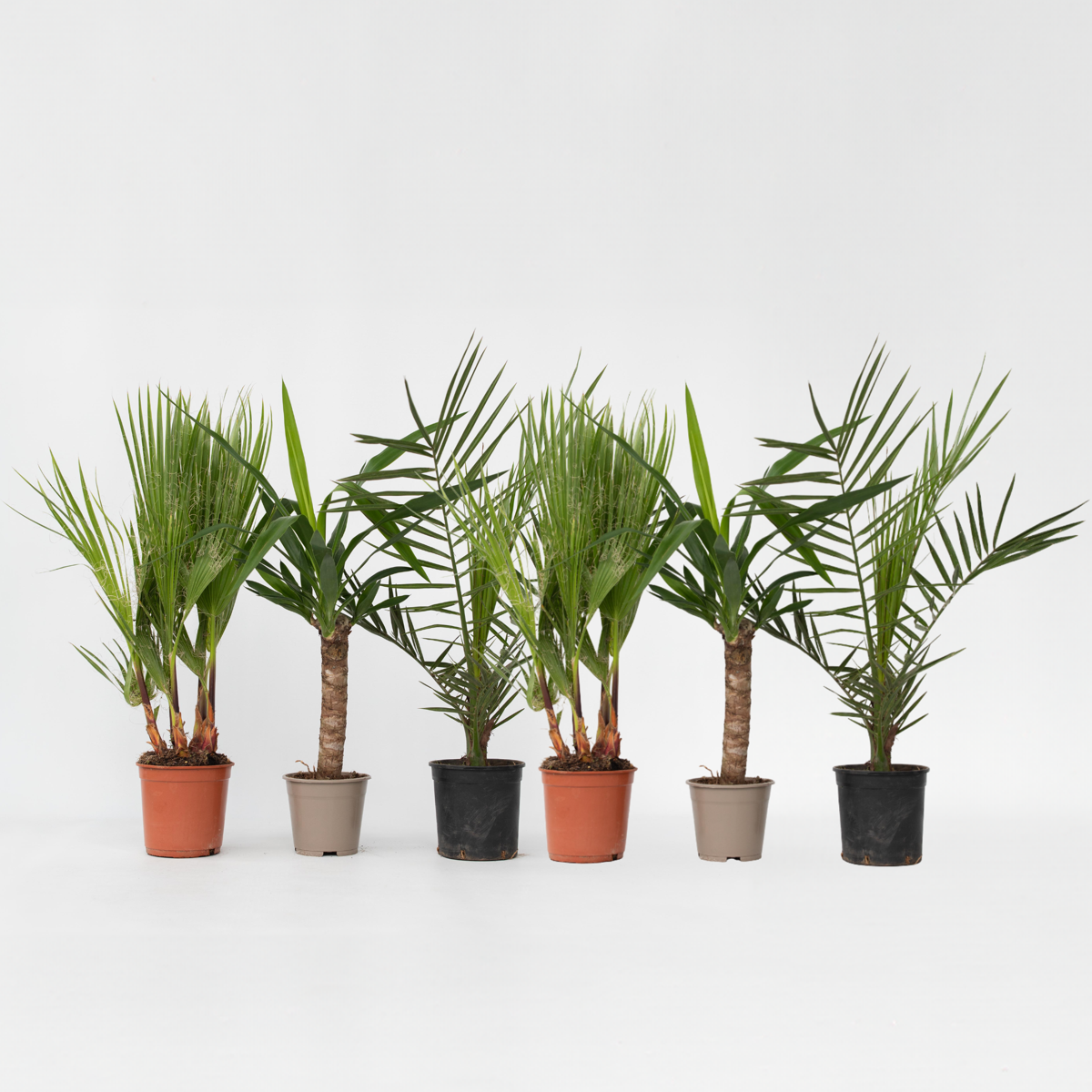 Indoor Palms Zimmerpalmen-Mix - 6 Stk - Indoor Palmmix - Höhe 50-70Cm - ⌀14Cm 