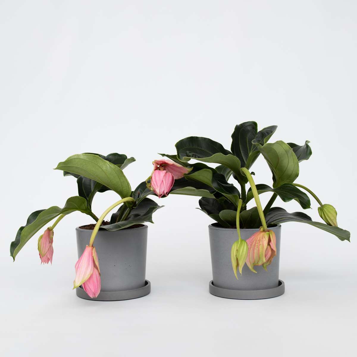 Blooming Houseplants Rosenmedinilla - 2 Stk - Medinilla Magnifica - Höhe 40-50Cm - ⌀17Cm 