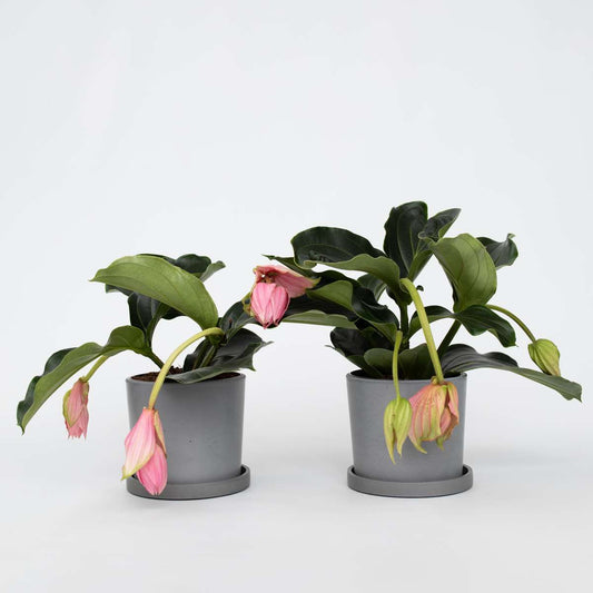 Blooming Houseplants Rosenmedinilla - 2 Stk - Medinilla Magnifica - Höhe 40-50Cm - ⌀17Cm 