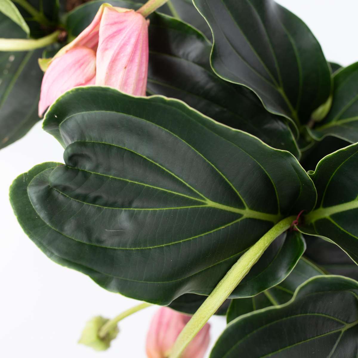 Blooming Houseplants Rosenmedinilla - 2 Stk - Medinilla Magnifica - Höhe 40-50Cm - ⌀17Cm 