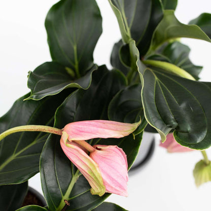 Blooming Houseplants Rosenmedinilla - 2 Stk - Medinilla Magnifica - Höhe 40-50Cm - ⌀17Cm 