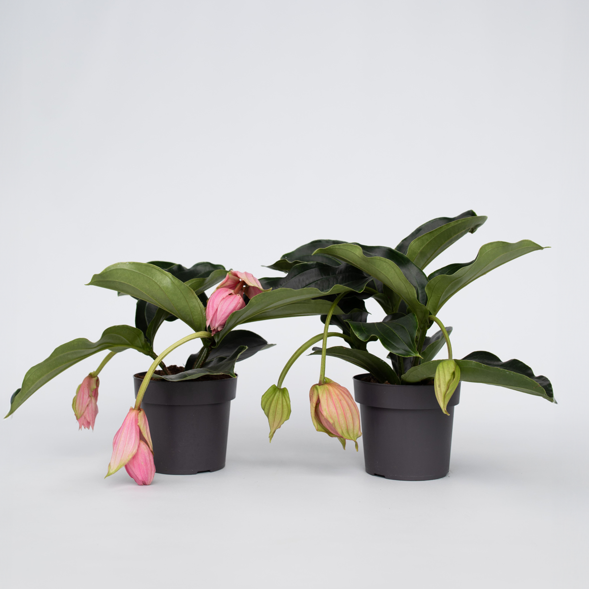 Blooming Houseplants Rosenmedinilla - 2 Stk - Medinilla Magnifica - Höhe 40-50Cm - ⌀17Cm 