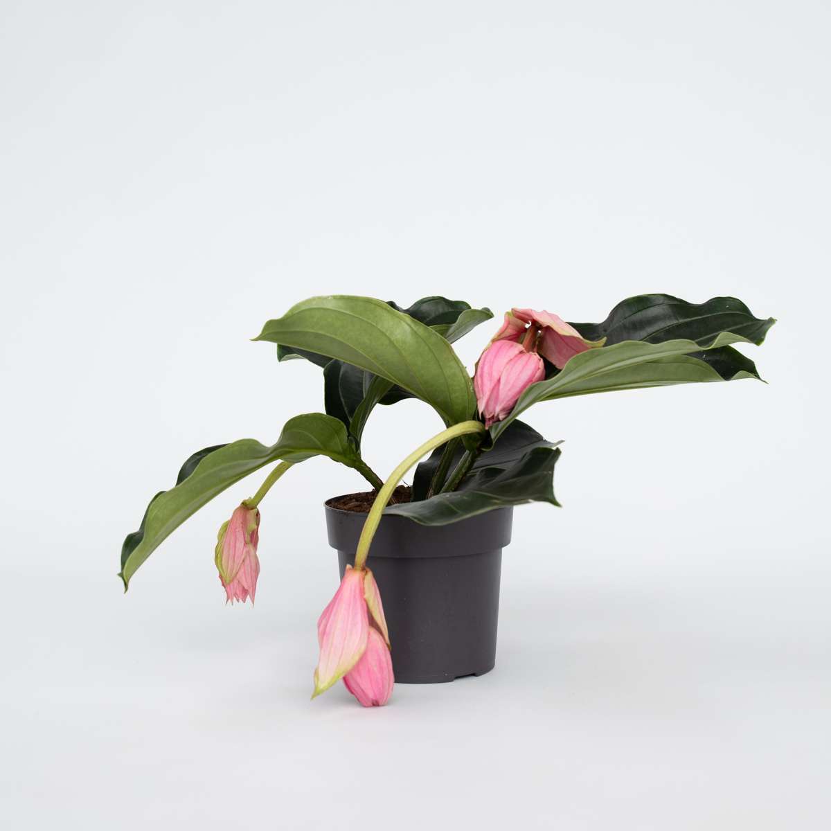 Blooming Houseplants Rosenmedinilla - Medinilla Magnifica - Höhe 40-50Cm - ⌀17Cm 