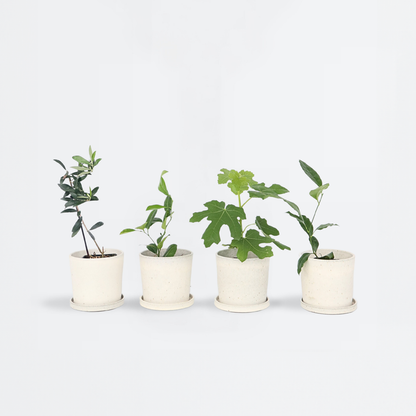 Fruit Trees Mediterranen Obstbäumen - 8 Stk - Höhe 25-40Cm - ⌀9Cm 