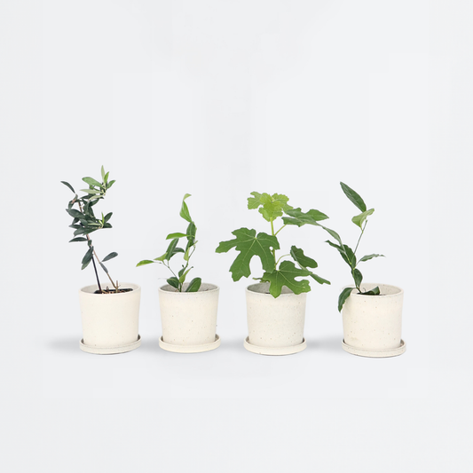 Fruit Trees Mediterranen Obstbäumen - 8 Stk - Höhe 25-40Cm - ⌀9Cm 