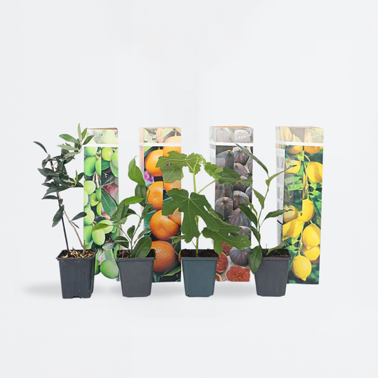 Fruit Trees Mediterranen Obstbäumen - 8 Stk - Höhe 25-40Cm - ⌀9Cm 