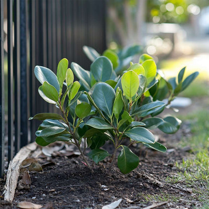 Magnolia Magnolie - 6 Stk - Magnolia - Höhe 25-40Cm - ⌀9Cm 