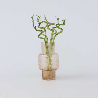 Dracaena Glücksbambus - 6 Stk - Dracaena Sanderiana - Höhe 40-50Cm - ⌀2Cm 