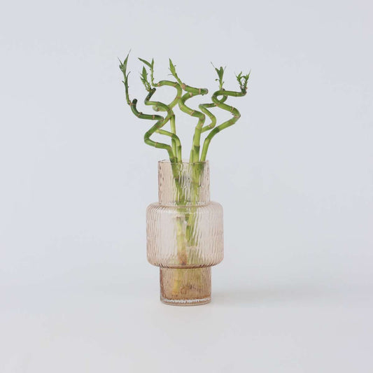 Dracaena Glücksbambus - 6 Stk - Dracaena Sanderiana - Höhe 40-50Cm - ⌀2Cm 