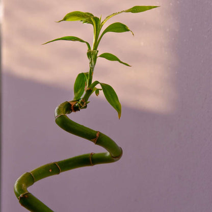 Dracaena Glücksbambus - 6 Stk - Dracaena Sanderiana - Höhe 40-50Cm - ⌀2Cm 