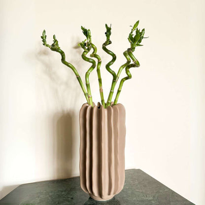 Dracaena Glücksbambus - 6 Stk - Dracaena Sanderiana - Höhe 40-50Cm - ⌀2Cm 