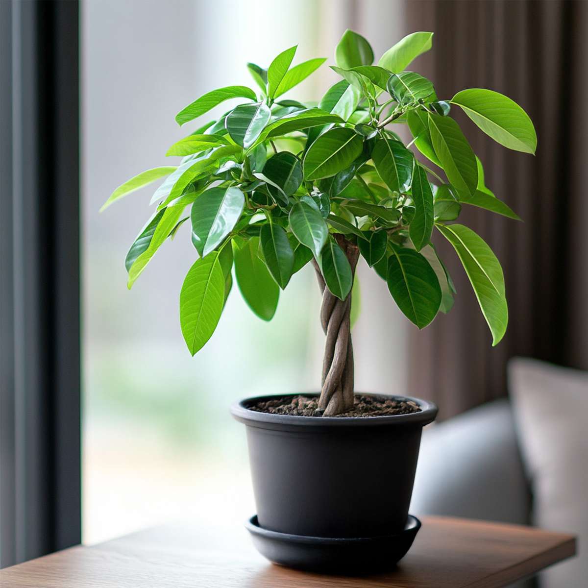Other Green Houseplants Glückskastanie - 2 Stk - Pachira Aquatica - Höhe 60-70Cm - ⌀17Cm 