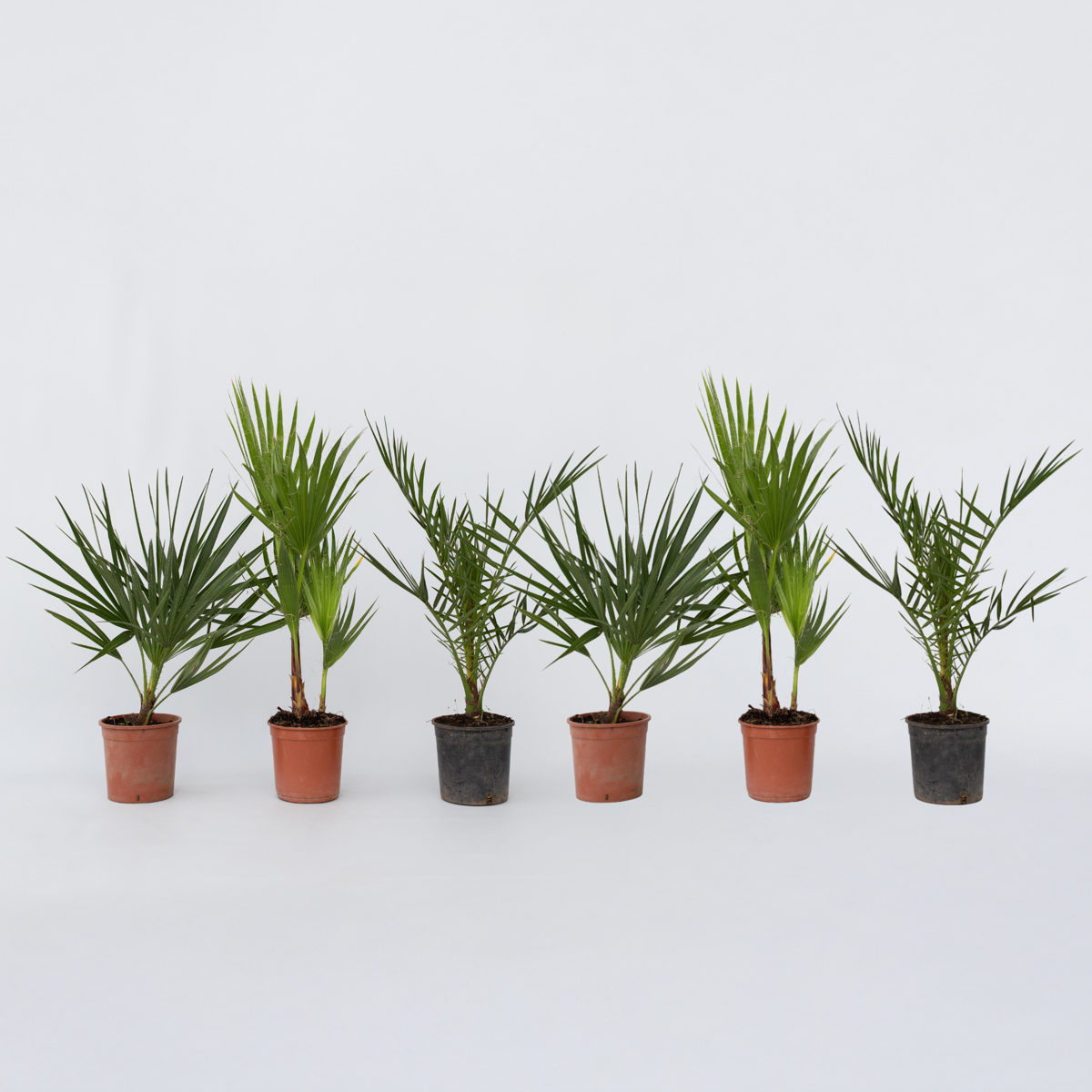 Garden Palms Gartenpalmen - 6 Stk - Phoenix,Chamaerops,Washingtonia - Höhe 50-70Cm - ⌀15Cm 
