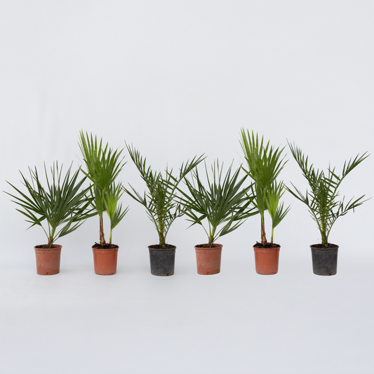 Garden Palms Gartenpalmen - 6 Stk - Phoenix,Chamaerops,Washingtonia - Höhe 50-70Cm - ⌀15Cm 