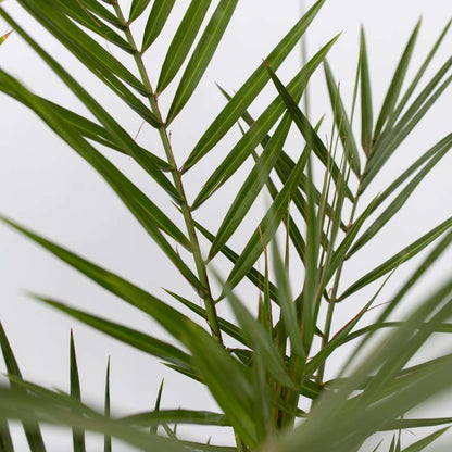 Garden Palms Gartenpalmen - 6 Stk - Phoenix,Chamaerops,Washingtonia - Höhe 50-70Cm - ⌀15Cm 