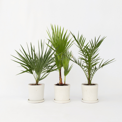 Garden Palms Gartenpalmen - 3 Stk - Phoenix,Chamaerops,Washingtonia - Höhe 50-70Cm - ⌀15Cm 