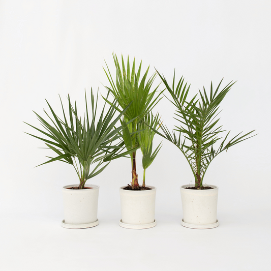 Garden Palms Gartenpalmen - 3 Stk - Phoenix,Chamaerops,Washingtonia - Höhe 50-70Cm - ⌀15Cm 