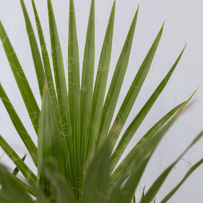 Garden Palms Gartenpalmen - 3 Stk - Phoenix,Chamaerops,Washingtonia - Höhe 50-70Cm - ⌀15Cm 