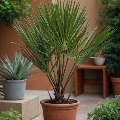Garden Palms Gartenpalmen - 3 Stk - Phoenix,Chamaerops,Washingtonia - Höhe 50-70Cm - ⌀15Cm 