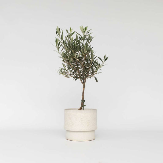 Olive Trees Olivenbaum - Olea Europaea - Höhe 60-70Cm - ⌀17Cm 