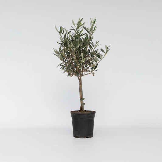 Olive Trees Olivenbaum - Olea Europaea - Höhe 60-70Cm - ⌀17Cm 