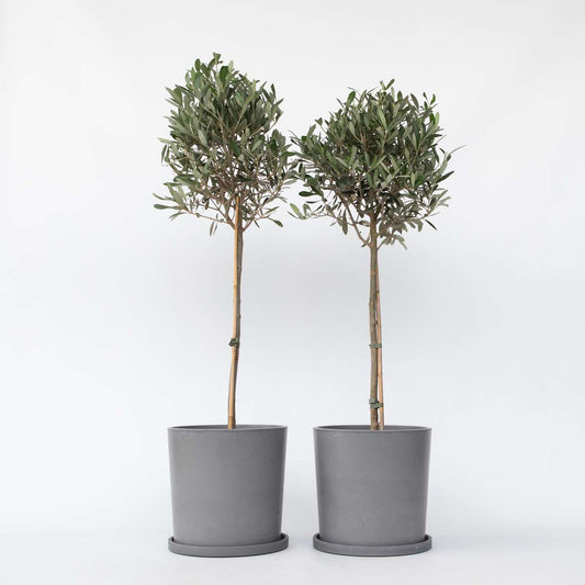 Olive Trees Olivenbaum - 2 Stk - Olea Europaea - Höhe 90-100Cm - ⌀21Cm 