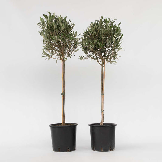 Olive Trees Olivenbaum - 2 Stk - Olea Europaea - Höhe 90-100Cm - ⌀21Cm 