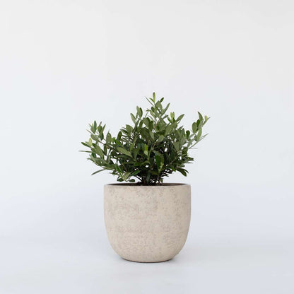 Olive Trees Olivenbaum - Olea Europaea - Höhe 30-40Cm - ⌀21Cm 