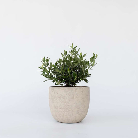 Olive Trees Olivenbaum - Olea Europaea - Höhe 30-40Cm - ⌀21Cm 