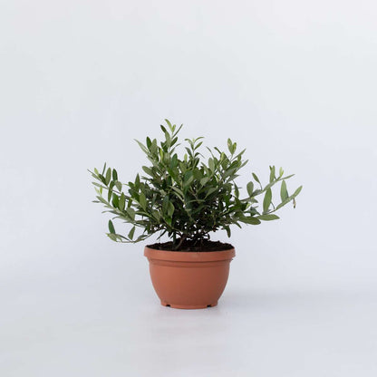 Olive Trees Olivenbaum - Olea Europaea - Höhe 30-40Cm - ⌀21Cm 