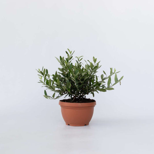Olive Trees Olivenbaum - Olea Europaea - Höhe 30-40Cm - ⌀21Cm 