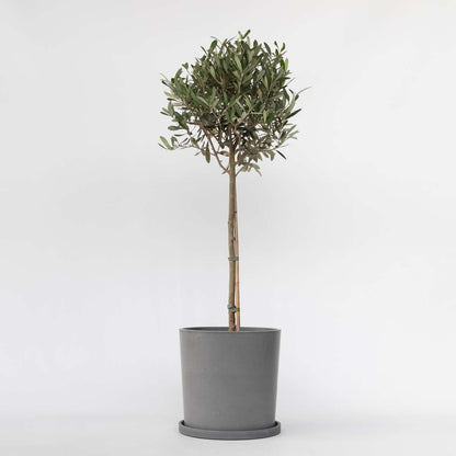 Olive Trees Olivenbaum - Olea Europaea - Höhe 90-100Cm - ⌀21Cm 