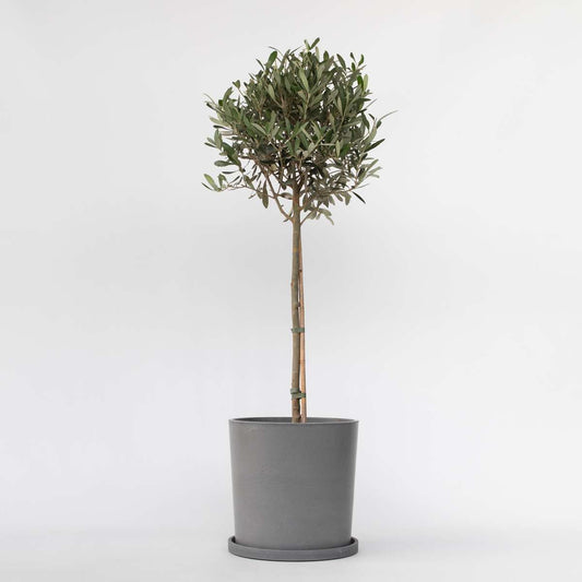 Olive Trees Olivenbaum - Olea Europaea - Höhe 90-100Cm - ⌀21Cm 