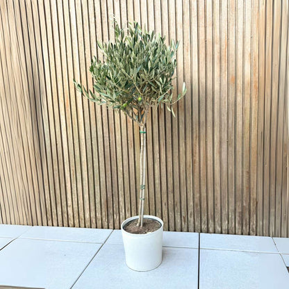 Olive Trees Olivenbaum - Olea Europaea - Höhe 90-100Cm - ⌀21Cm 